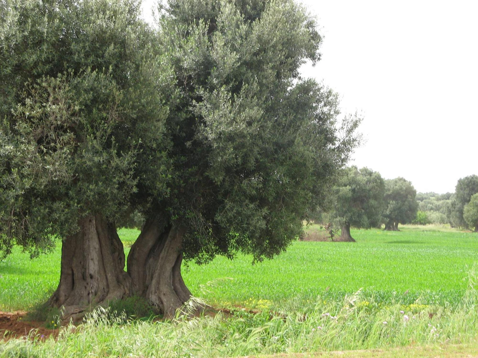 Masseria Asciano Ostuni Bagian luar foto